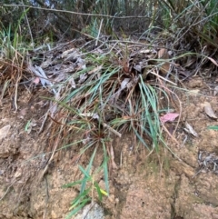 Stylidium graminifolium (grass triggerplant) at Namadgi National Park - 3 Apr 2024 by Tapirlord