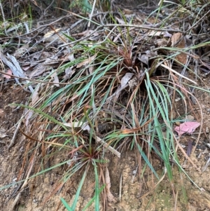 Stylidium graminifolium at Namadgi National Park - 3 Apr 2024