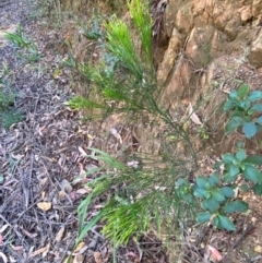 Exocarpos cupressiformis at Namadgi National Park - 3 Apr 2024