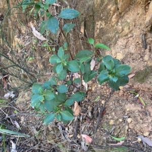 Coprosma hirtella at Namadgi National Park - 3 Apr 2024 11:20 AM