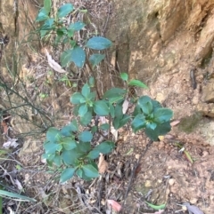 Coprosma hirtella at Namadgi National Park - 3 Apr 2024 11:20 AM