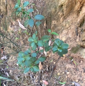 Coprosma hirtella at Namadgi National Park - 3 Apr 2024 11:20 AM