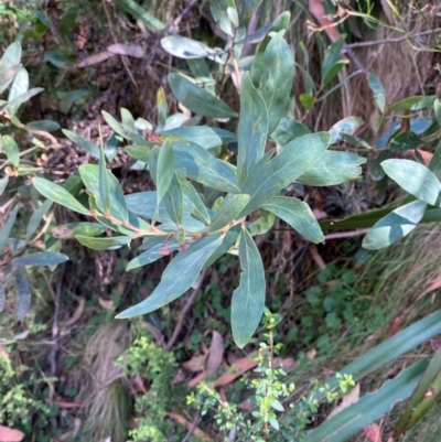 Daviesia mimosoides subsp. acris (Blunt-Leaf Bitter-Pea) at Namadgi National Park - 3 Apr 2024 by Tapirlord