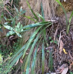 Dianella tasmanica at Namadgi National Park - 3 Apr 2024 11:08 AM