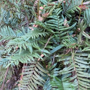 Blechnum wattsii at Namadgi National Park - 3 Apr 2024 11:08 AM