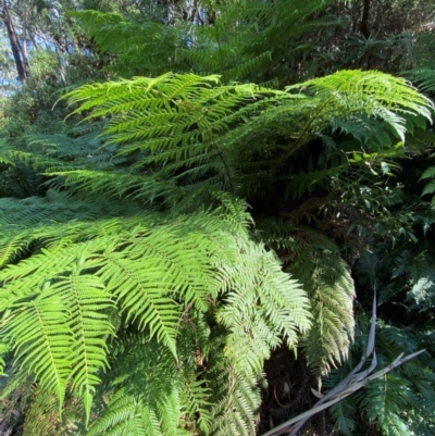 Cyathea australis subsp. australis (Rough Tree Fern) at Namadgi National Park - 3 Apr 2024 by Tapirlord