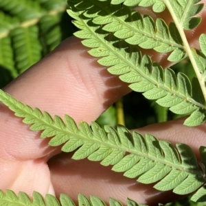 Cyathea australis subsp. australis at Namadgi National Park - suppressed