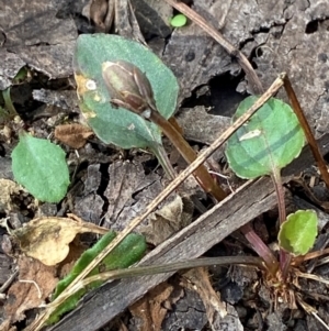 Viola betonicifolia subsp. betonicifolia at Namadgi National Park - 3 Apr 2024