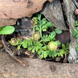 Leptinella filicula at Namadgi National Park - 3 Apr 2024 11:01 AM