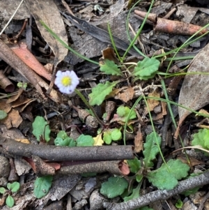 Lagenophora stipitata at Namadgi National Park - 3 Apr 2024 11:01 AM