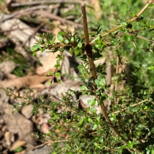 Coprosma quadrifida at Namadgi National Park - 3 Apr 2024 10:59 AM