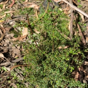 Coprosma quadrifida at Namadgi National Park - 3 Apr 2024 10:59 AM