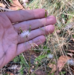 Senecio prenanthoides at Namadgi National Park - 3 Apr 2024 10:32 AM