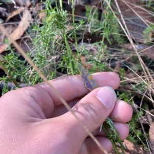 Senecio prenanthoides at Namadgi National Park - 3 Apr 2024 10:32 AM