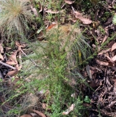 Cassinia aculeata subsp. aculeata (Dolly Bush, Common Cassinia, Dogwood) at Namadgi National Park - 3 Apr 2024 by Tapirlord