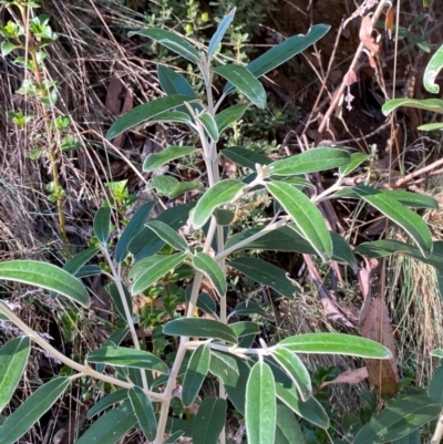 Olearia megalophylla (Large-leaf Daisy-bush) at Namadgi National Park - 2 Apr 2024 by Tapirlord