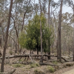 Exocarpos cupressiformis (Cherry Ballart) at Burrandana, NSW - 9 Jun 2024 by Darcy