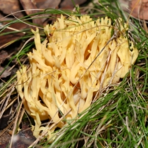 Ramaria sp. at Mulligans Flat - 12 Jun 2024 12:46 PM