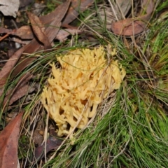 Ramaria sp. at Mulligans Flat - 12 Jun 2024 12:46 PM