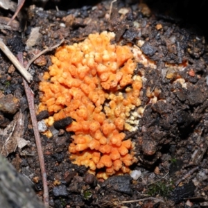 Ramaria sp. at Mulligans Flat - 12 Jun 2024 12:53 PM