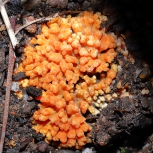 Ramaria sp. at Mulligans Flat - 12 Jun 2024 12:53 PM