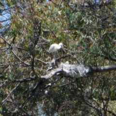 Platalea flavipes (Yellow-billed Spoonbill) at Maude, NSW - 22 Nov 2021 by MB