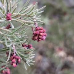 Grevillea lanigera (Woolly Grevillea) at Livingstone National Park - 9 Jun 2024 by Darcy