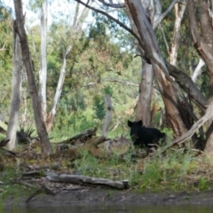 Sus scrofa (Wild Boar, Feral Pig) at Yanga National Park - 26 Nov 2021 by MB