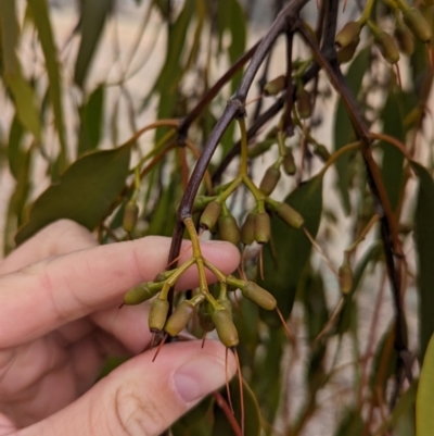 Amyema miquelii (Box Mistletoe) at Burrandana, NSW - 9 Jun 2024 by Darcy