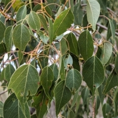 Brachychiton populneus (Kurrajong) at Burrandana, NSW - 9 Jun 2024 by Darcy