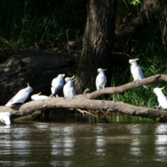 Cacatua galerita (Sulphur-crested Cockatoo) at Oura, NSW - 22 Feb 2022 by MB