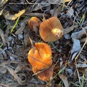 Cortinarius sp. at Hughes Garran Woodland - 12 Jun 2024