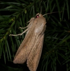 Mythimna (Pseudaletia) convecta (Common Armyworm) at WendyM's farm at Freshwater Ck. - 26 Feb 2023 by WendyEM