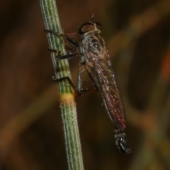 Asilidae (family) at WendyM's farm at Freshwater Ck. - 23 Feb 2023 by WendyEM