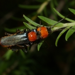 Chauliognathus tricolor (Tricolor soldier beetle) at WendyM's farm at Freshwater Ck. - 23 Feb 2023 by WendyEM