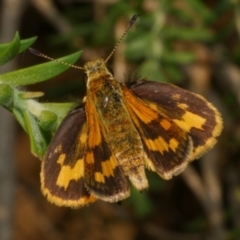 Ocybadistes walkeri (Green Grass-dart) at WendyM's farm at Freshwater Ck. - 23 Feb 2023 by WendyEM