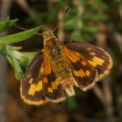 Ocybadistes walkeri (Green Grass-dart) at WendyM's farm at Freshwater Ck. - 23 Feb 2023 by WendyEM