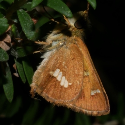 Dispar compacta (Barred Skipper) at WendyM's farm at Freshwater Ck. - 20 Feb 2023 by WendyEM