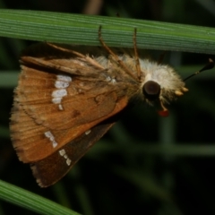 Dispar compacta (Barred Skipper) at WendyM's farm at Freshwater Ck. - 20 Feb 2023 by WendyEM