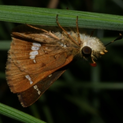 Dispar compacta (Barred Skipper) at WendyM's farm at Freshwater Ck. - 21 Feb 2023 by WendyEM