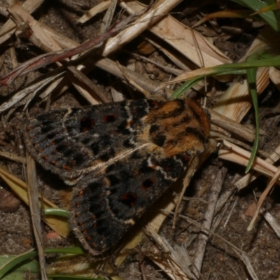 Proteuxoa sanguinipuncta (Blood-spotted Noctuid) at WendyM's farm at Freshwater Ck. - 20 Feb 2023 by WendyEM