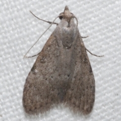 Nola pleurosema (Plain Tuft-moth) at WendyM's farm at Freshwater Ck. - 21 Feb 2023 by WendyEM