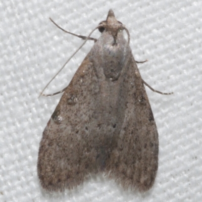 Nola pleurosema (Plain Tuft-moth) at WendyM's farm at Freshwater Ck. - 21 Feb 2023 by WendyEM