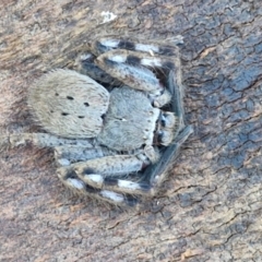 Isopedella pessleri (A huntsman spider) at Gundary TSR - 12 Jun 2024 by trevorpreston