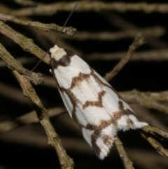 Chiriphe dichotoma (Reticulated Footman) at WendyM's farm at Freshwater Ck. - 20 Feb 2023 by WendyEM