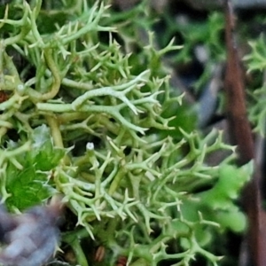 Cladia aggregata at Gundary TSR - 12 Jun 2024