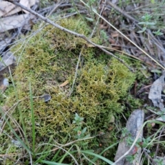 Cladia aggregata at Gundary TSR - 12 Jun 2024