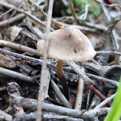 Unidentified Cap on a stem; gills below cap [mushrooms or mushroom-like] at Gundary TSR - 12 Jun 2024 by trevorpreston