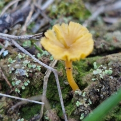 Lichenomphalia chromacea (Yellow Navel) at Gundary TSR - 12 Jun 2024 by trevorpreston