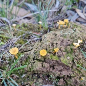 Lichenomphalia chromacea at Gundary TSR - 12 Jun 2024